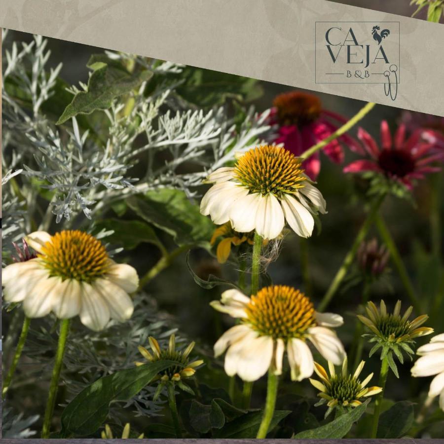 Ca Veja B&B Forlì Exteriér fotografie